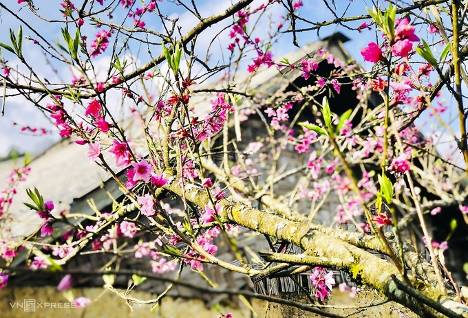 Blooming peach blossoms embellish beauty of Phin Ho village